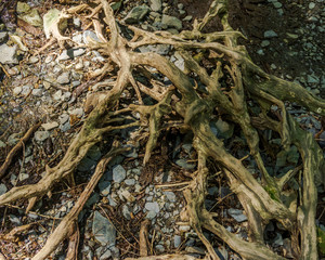 Fototapeta premium Abstract old tree roots in the forest abstract background.