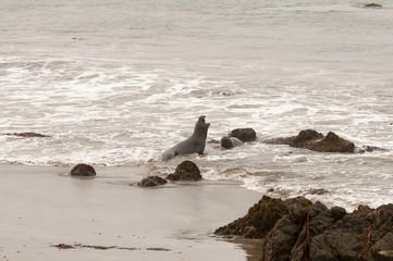 Elephant Seals on the beach in California