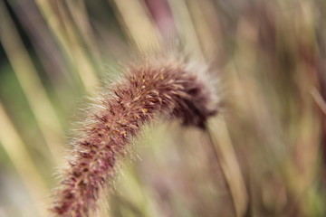 Fountain grass