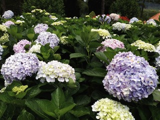 Hydrangea Flowers, Hydrangea Macrophylla Blooming in the garden.