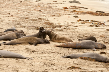 Fototapeta premium Elephant Seals on the beach in California