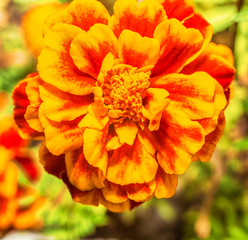 Macro photo of a carnation flower