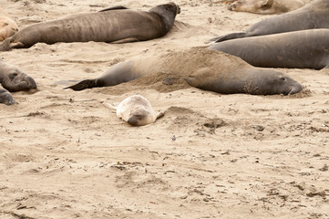 Fototapeta premium Elephant Seals on the beach in California