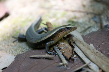 Lizard - Khao Sok N.P.