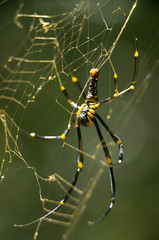Spider - Khao Sok N.P.