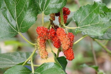 Mulberry Tree in nature garden