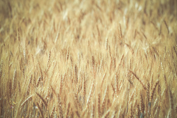 Barley field