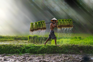 Vietnam farmer Bearing seedlings of rice to plant, Asian farmer Bearing rice seedlings on the back...