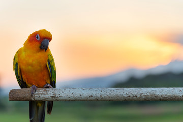 Colorful yellow parrot, Sun Conure (Aratinga solstitialis). Sunset background.