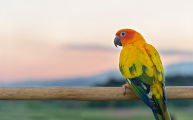 Fototapeta na wymiar Colorful yellow parrot, Sun Conure (Aratinga solstitialis). Sunset background.