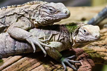 Obraz premium Cyclura nubila / The Cuban rock iguana