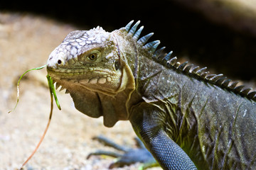 Cyclura nubila / The Cuban rock iguana