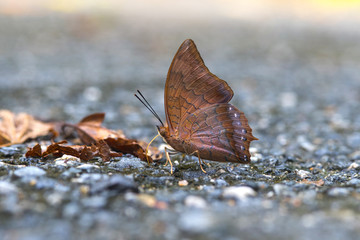 Beautiful The Scarce Tawny Rajah  butterfly