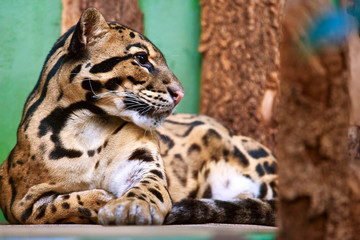 Neofelis nebulosa / Clouded leopard