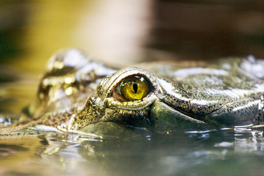 Gavialis gangeticus / Gharial - Critically Endangered fish-eating crocodile from India