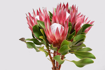 Red protea plant on white background