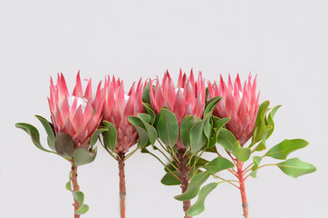 Red protea plant on white background