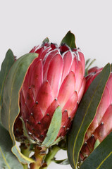 Protea sylvia plant for background