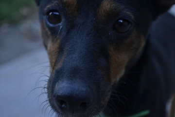 observando
