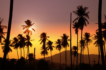 Obraz premium palm tree