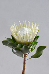 White Protea for background
