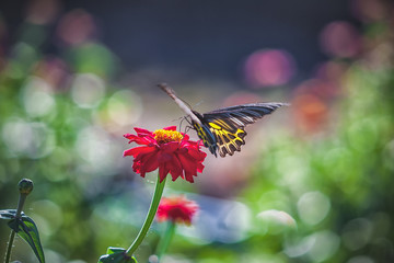 Butterfly on red zinnia flower