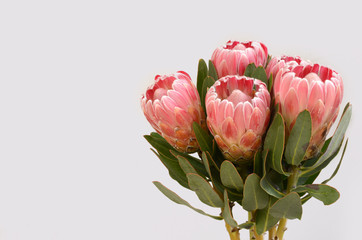 Protea sylvia plant for background