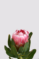 Protea sylvia plant for background