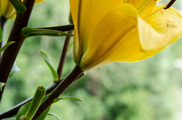 a beautiful yellow lily, a flower lies on a table, in the summer a flower called lily