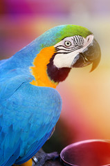 Photo of a close-up of a large blue macaw