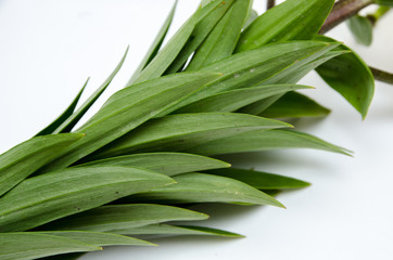 a beautiful yellow lily, a flower lies on a table, in the summer a flower called lily