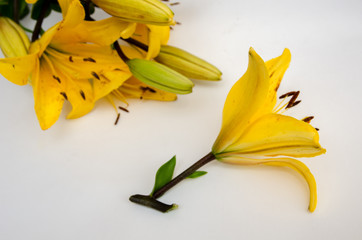a beautiful yellow lily, a flower lies on a table, in the summer a flower called lily
