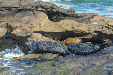 Naklejka na ściany i meble Harbor Seals basking on the rocks