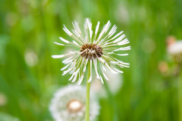 field of white dandelions, dandelion with seeds