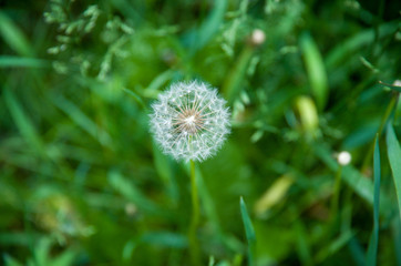 field of white dandelions, dandelion with seeds