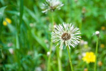 field of white dandelions, dandelion with seeds