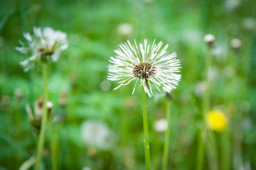 field of white dandelions, dandelion with seeds