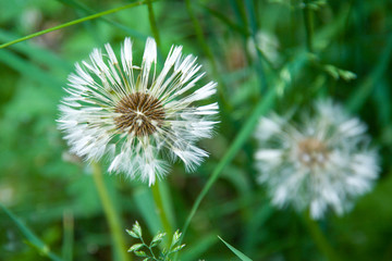 field of white dandelions, dandelion with seeds