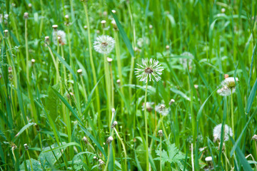 field of white dandelions, dandelion with seeds