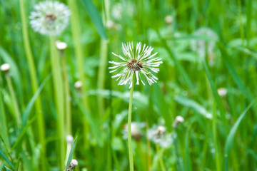 field of white dandelions, dandelion with seeds
