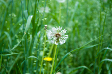 field of white dandelions, dandelion with seeds