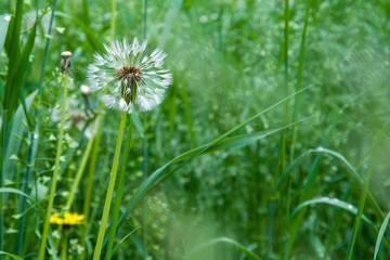 field of white dandelions, dandelion with seeds