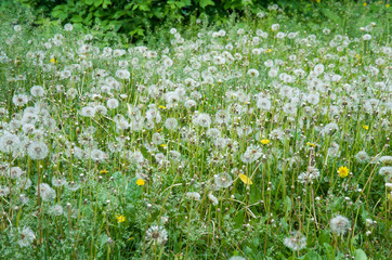 field of white dandelions, dandelion with seeds