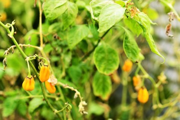 Scorpion Chilli on bush
