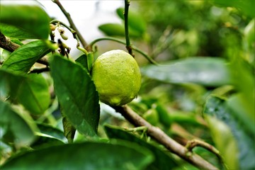 Lime on tree