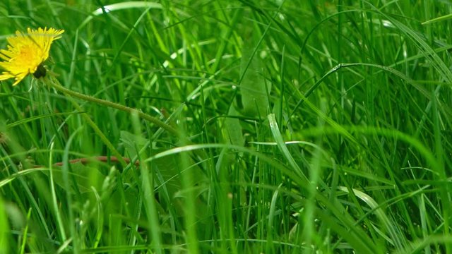 Lush grass with yellow spring dandelion flower