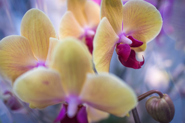 Orchid flower in a wrapper close-up, blurred background, soft focus. Orchid Phalaenopsis.