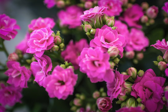 Flowers Kalanchoe blossfeldian pink close-up, selective focus with blurred background © Viktor Fedorenko