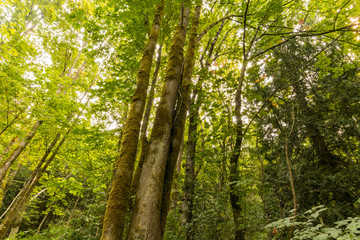 tall trees with trunks covered in green mosses inside lush forest under bright day light