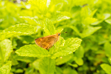 brown moth landed on freshly green leaves in the garden